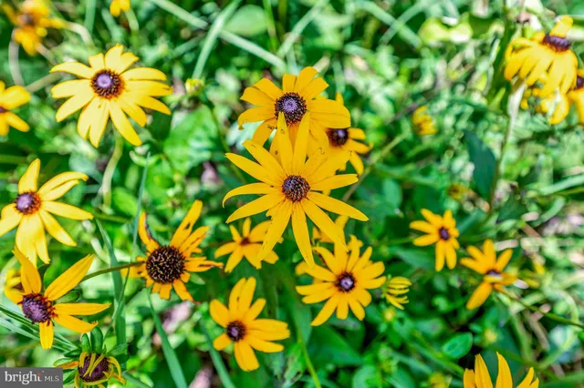 a view of a garden with a fountain