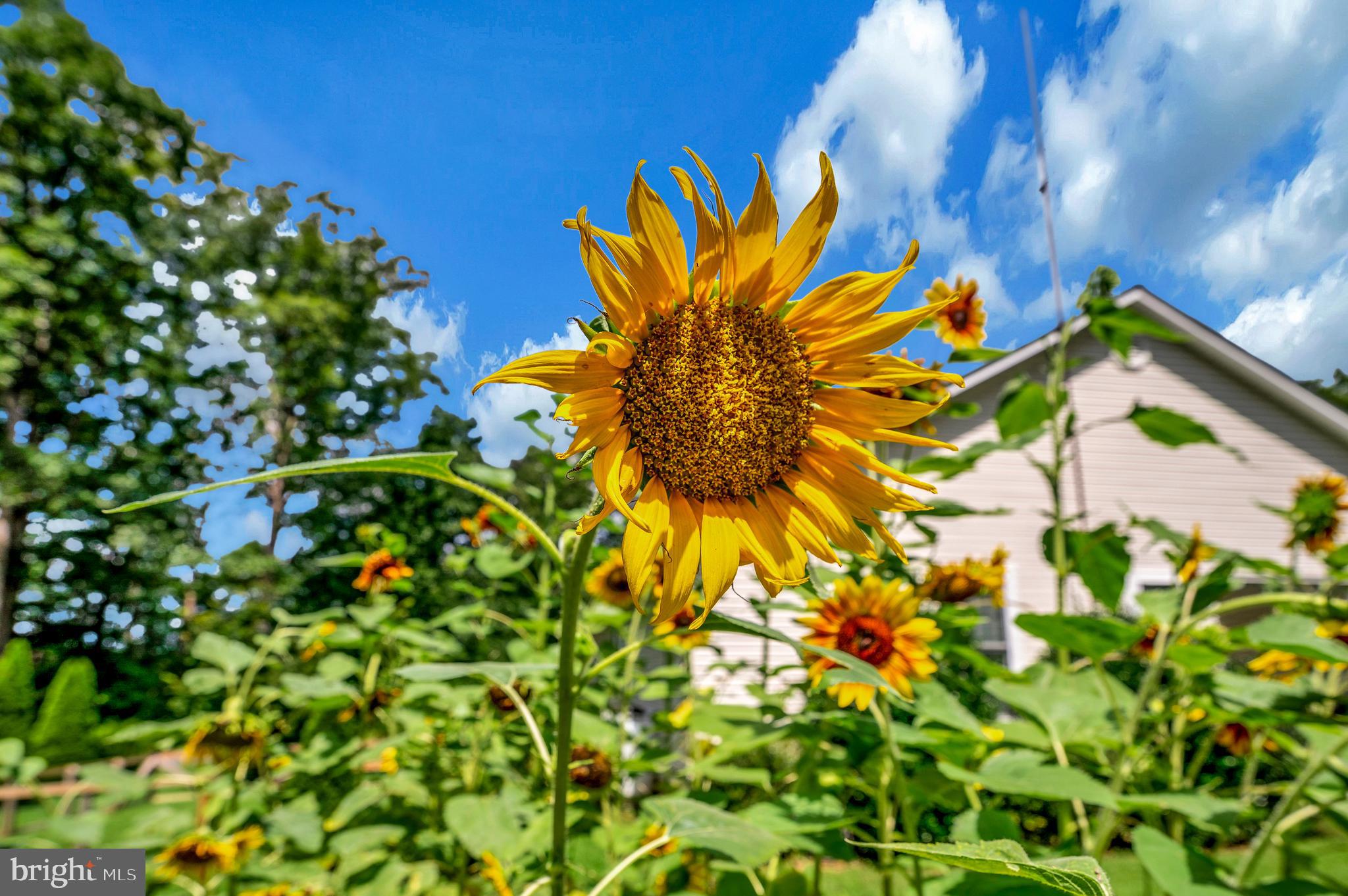 29288 Old Rhoadesville, VA 22542 - Photo 57 of 63