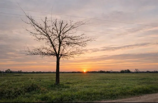 a view of a field of grass and trees