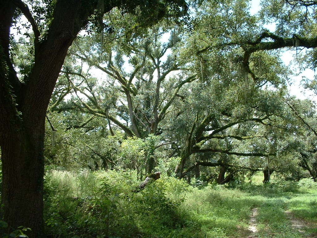 1 Klondike Road Bascom, FL 32423 - Photo 10 of 16
