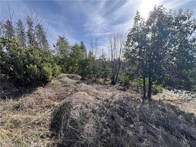 a view of a forest with trees in the background