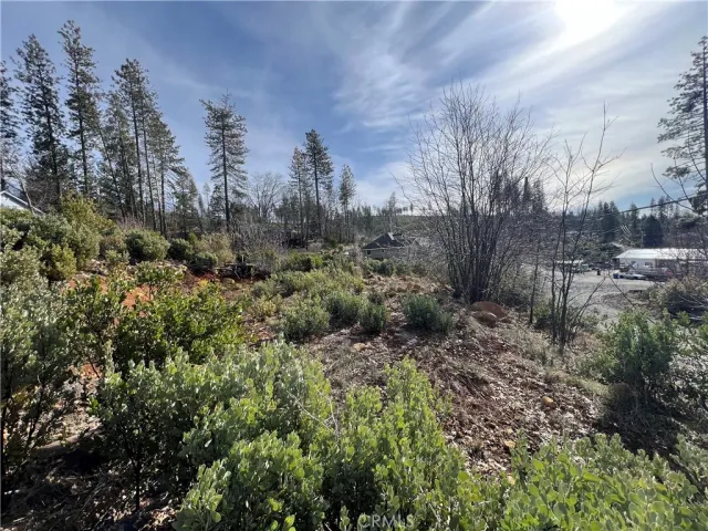 a view of a forest with trees