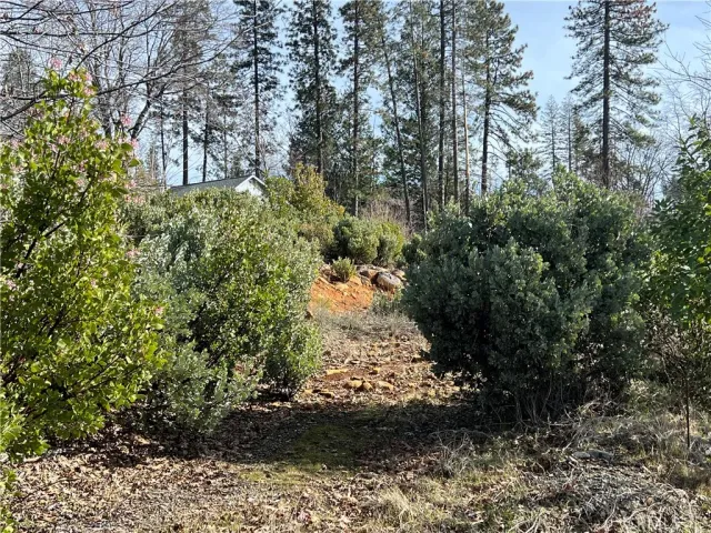 a view of a yard with plants and trees