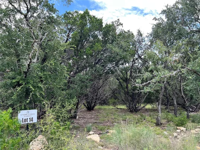 a view of a forest with a tree