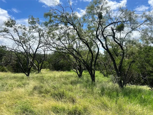 a view of lush green forest
