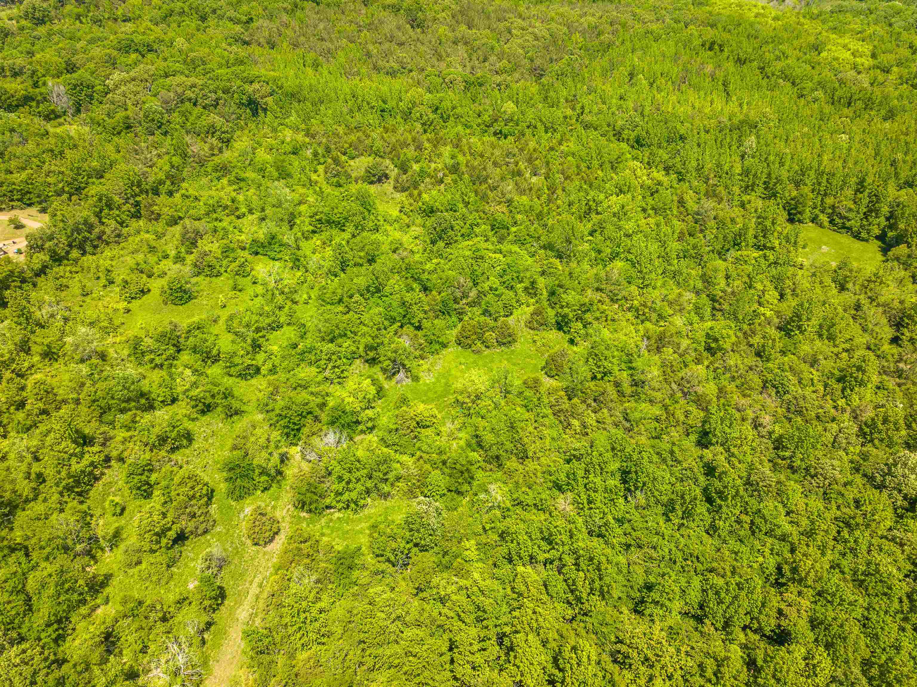 2340 Center Hill Road Finger, TN 38334 - Photo 6 of 21 a view of a big yard with plants and large trees