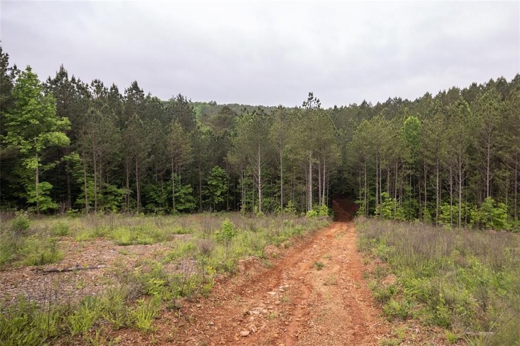 0 Hidden Creek Road Jasper, GA 30143 - Photo 2 of 10 a view of a forest with trees in the background