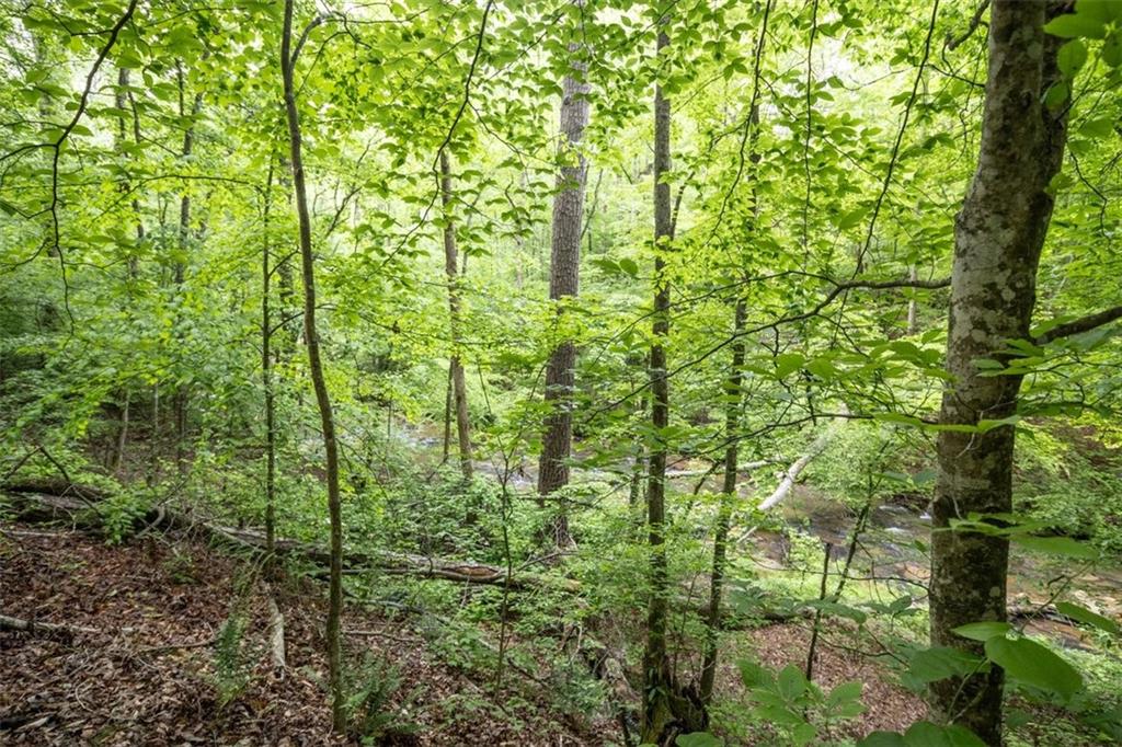 0 Hidden Creek Road Jasper, GA 30143 - Photo 4 of 10 a view of forest