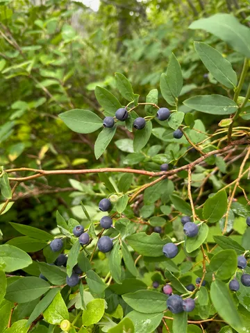 $525,000 | 101 South West Street, Unit 915 W MAIN AVE, Chewelah, WA 99109