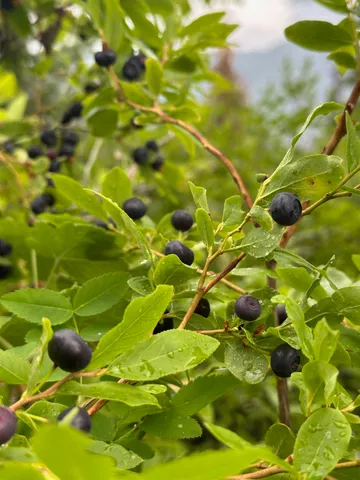 $525,000 | 101 South West Street, Unit 915 W MAIN AVE, Chewelah, WA 99109