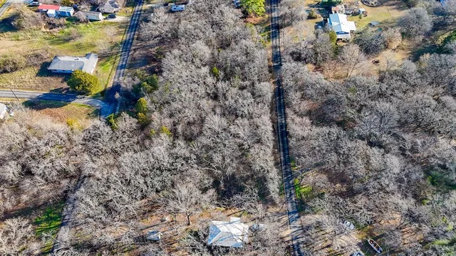 a view of a forest with a tree