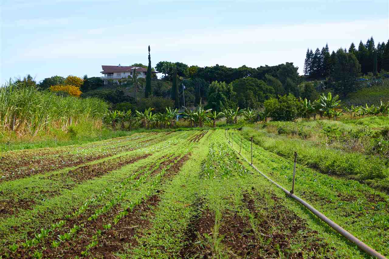 5 Piliwale Road Kula, HI 96790 - Photo 16 of 22 a view of a garden