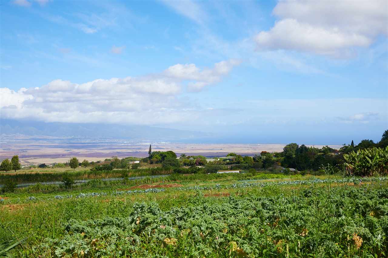 5 Piliwale Road Kula, HI 96790 - Photo 8 of 22 a view of a green field with lots of green space