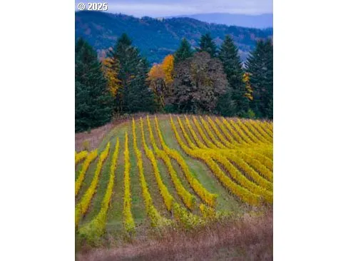 a view of a garden with an outdoor space