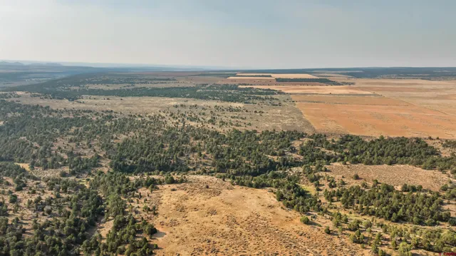 an aerial view of ocean and trees