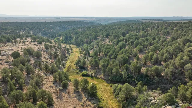 a close up of a plant