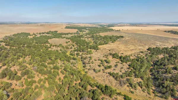 a view of a yard with a plant