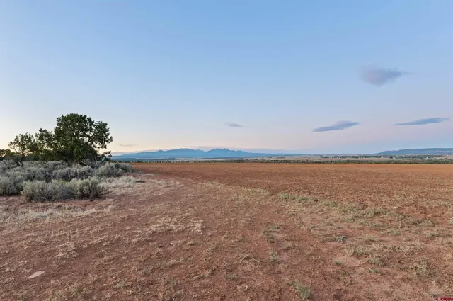 a view of a large yard with lots of trees