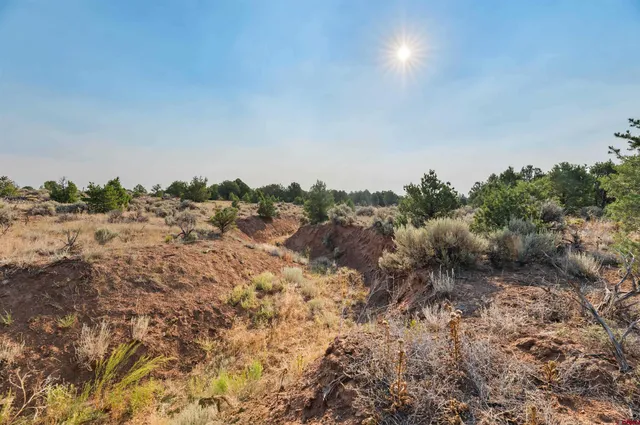 a picture of a room with a tree