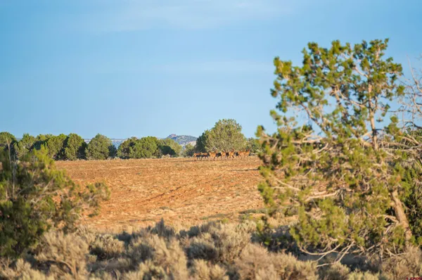 $918,000 | 106 County Road 106, Hesperus, CO 81326