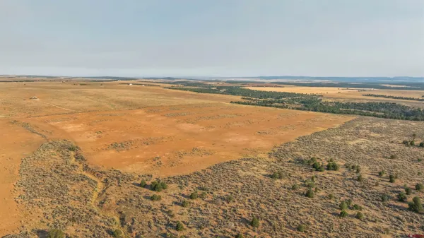 an aerial view of houses covered in trees