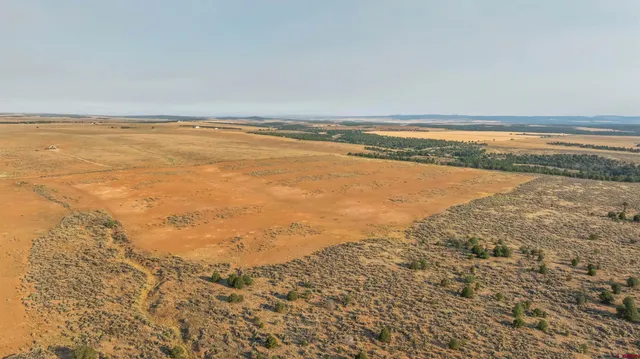 an aerial view of houses covered in trees