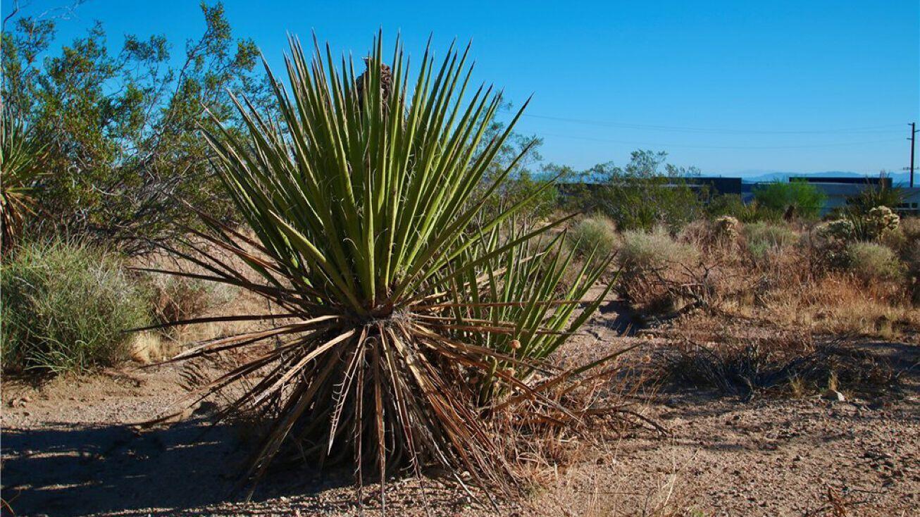 0 Latham Trail Joshua Tree, CA 92252 - Photo 3 of 5 fa7a4cfe6d2a400480ef06b34139c533_1306x73