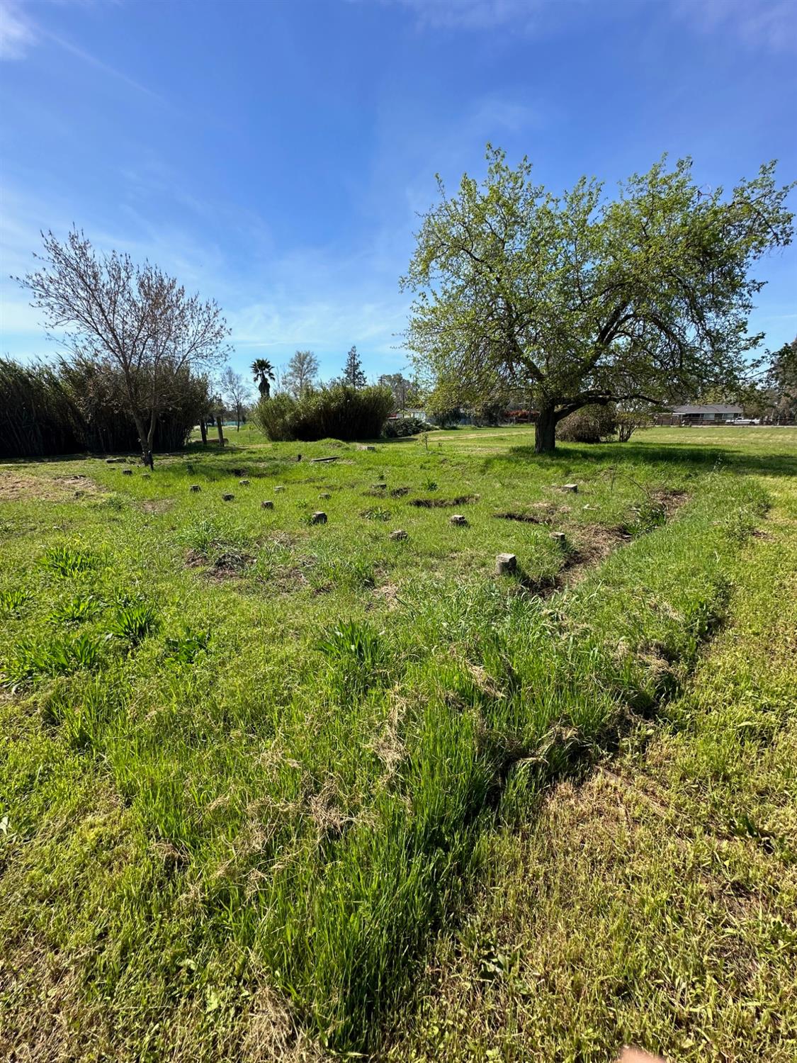 11375 Alta Mesa Road Wilton, CA 95693 - Photo 8 of 27 a view of a garden with an trees