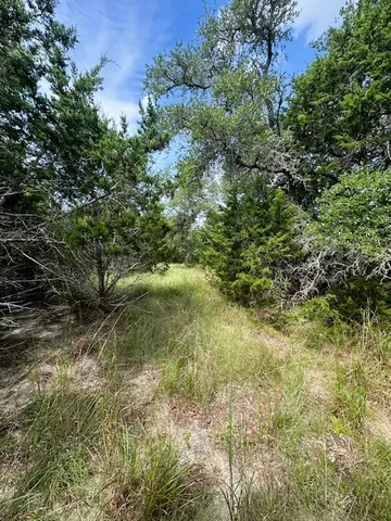 a view of a yard with plants and large trees