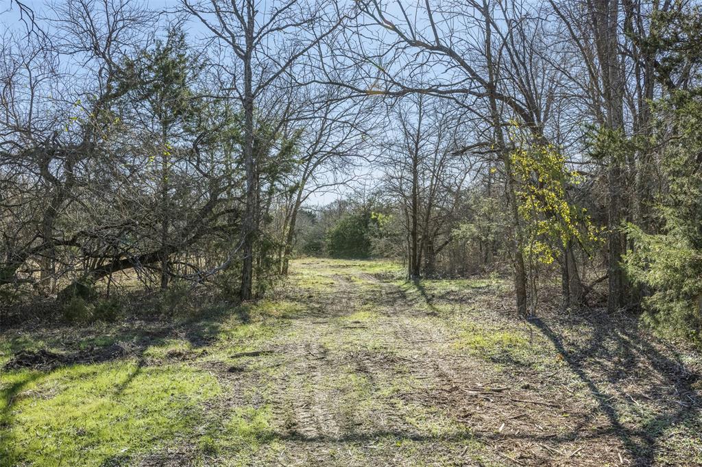 3 County Road 386 Groesbeck, TX 76642 - Photo 10 of 16 a view of a yard with large trees
