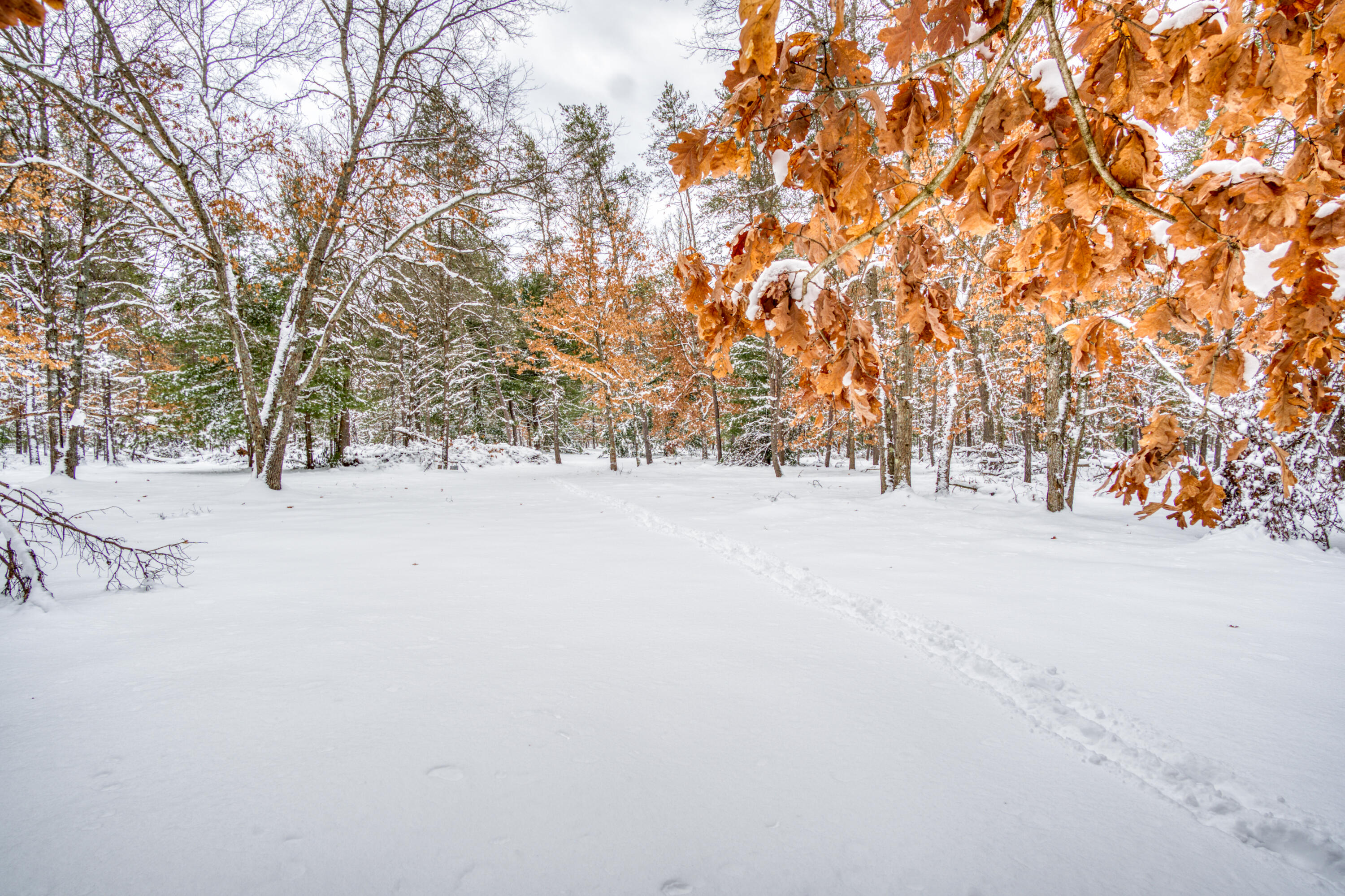 4813 48th Street Baldwin, MI 49304 - Photo 23 of 23 DSC09702_8