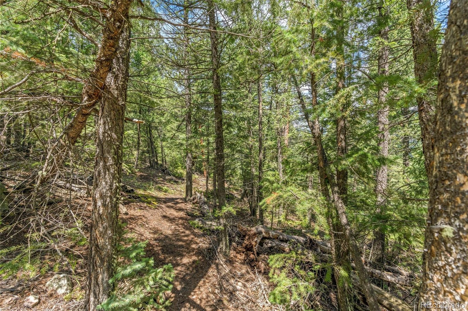 34095 Columbine Circle Evergreen, CO 80439 - Photo 17 of 32 a view of a forest with an outdoor space