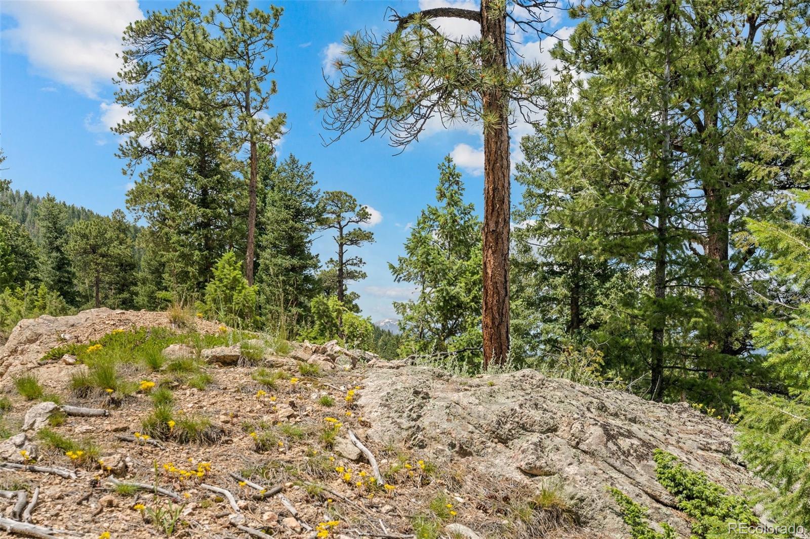 34095 Columbine Circle Evergreen, CO 80439 - Photo 21 of 32 a close up of a tree in a yard