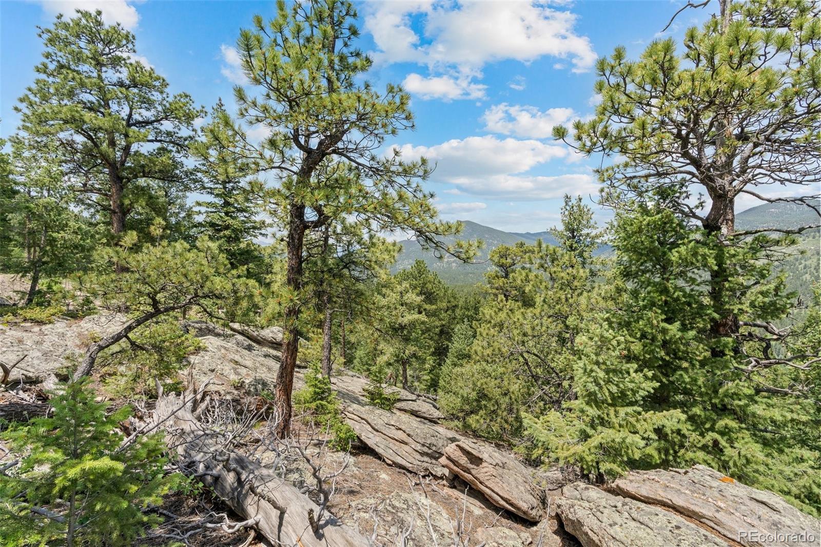 34095 Columbine Circle Evergreen, CO 80439 - Photo 23 of 32 a close up of a plant in a garden