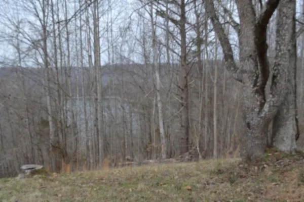 a view of a dry yard with trees in the background