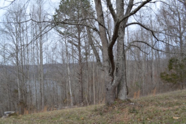 0 Fox Hill Road Baxter, TN 38544 - Photo 12 of 32 a view of a yard