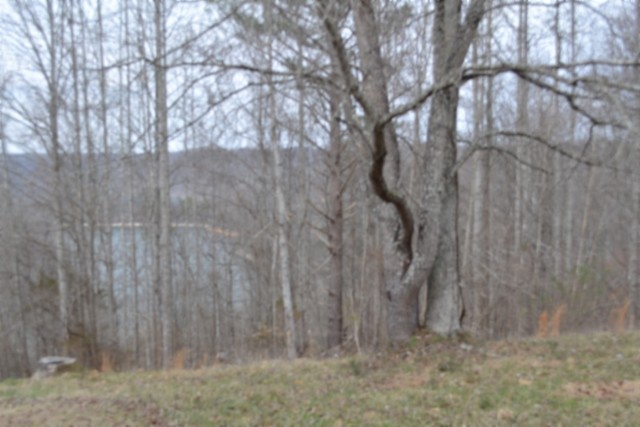 0 Fox Hill Road Baxter, TN 38544 - Photo 15 of 32 a backyard of a house