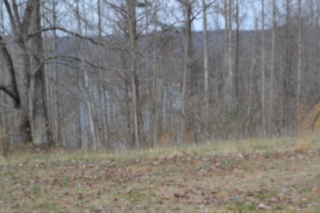0 Fox Hill Road Baxter, TN 38544 - Photo 17 of 32 a view of a dry yard
