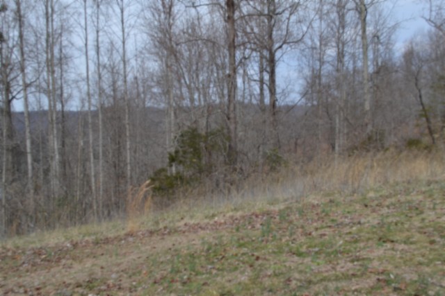 0 Fox Hill Road Baxter, TN 38544 - Photo 19 of 32 a view of a dry yard with trees