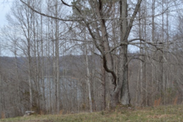 0 Fox Hill Road Baxter, TN 38544 - Photo 23 of 32 a view of a yard