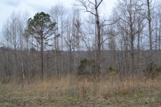 0 Fox Hill Road Baxter, TN 38544 - Photo 6 of 32 a view of a dry yard