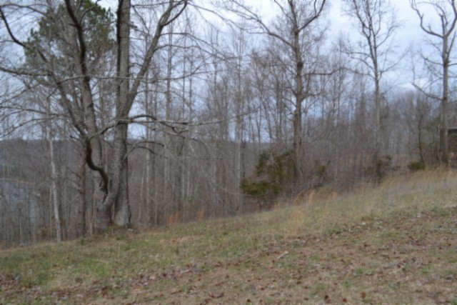0 Fox Hill Road Baxter, TN 38544 - Photo 9 of 32 a view of a dry yard with trees