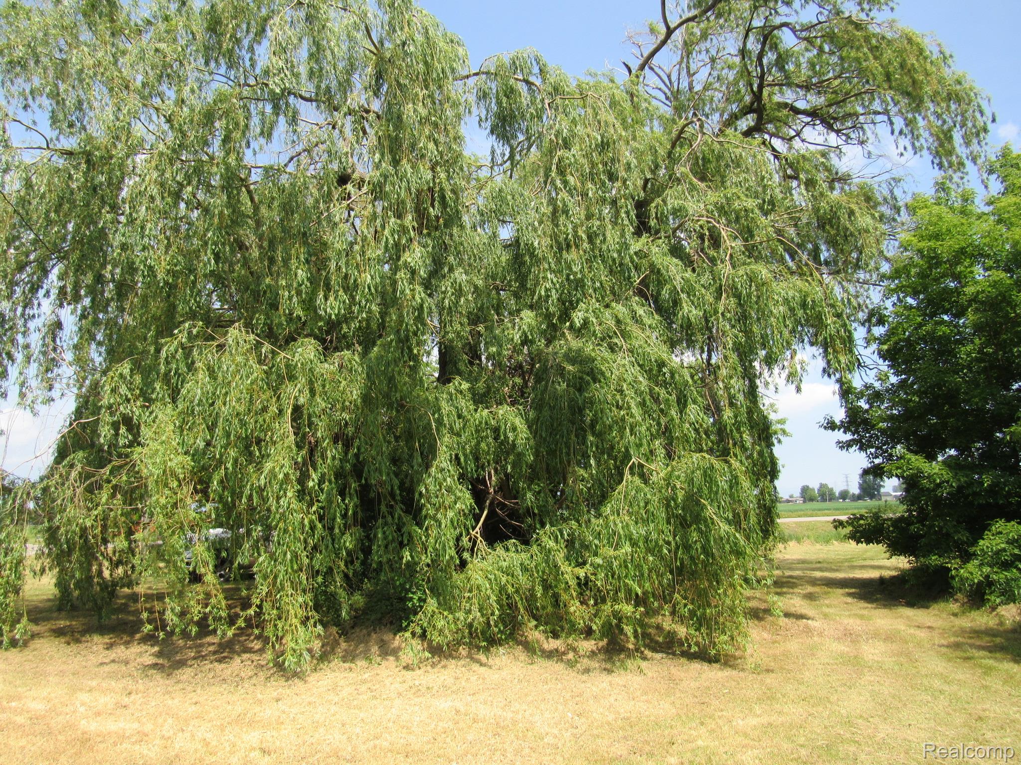 695 Cass Avenue Road Bay City, MI 48708 - Photo 50 of 52 Mature weeping willow tree with extensive canopy and broad branches