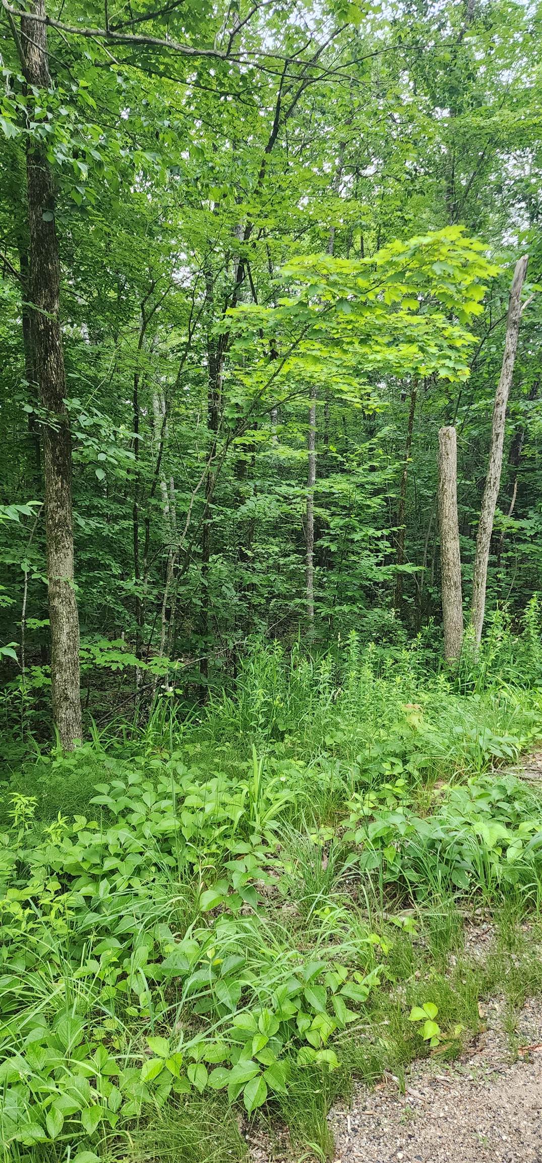 Tbd Bond Spring Road, Unit LOT 2 West Newfield, ME 04095 - Photo 8 of 12