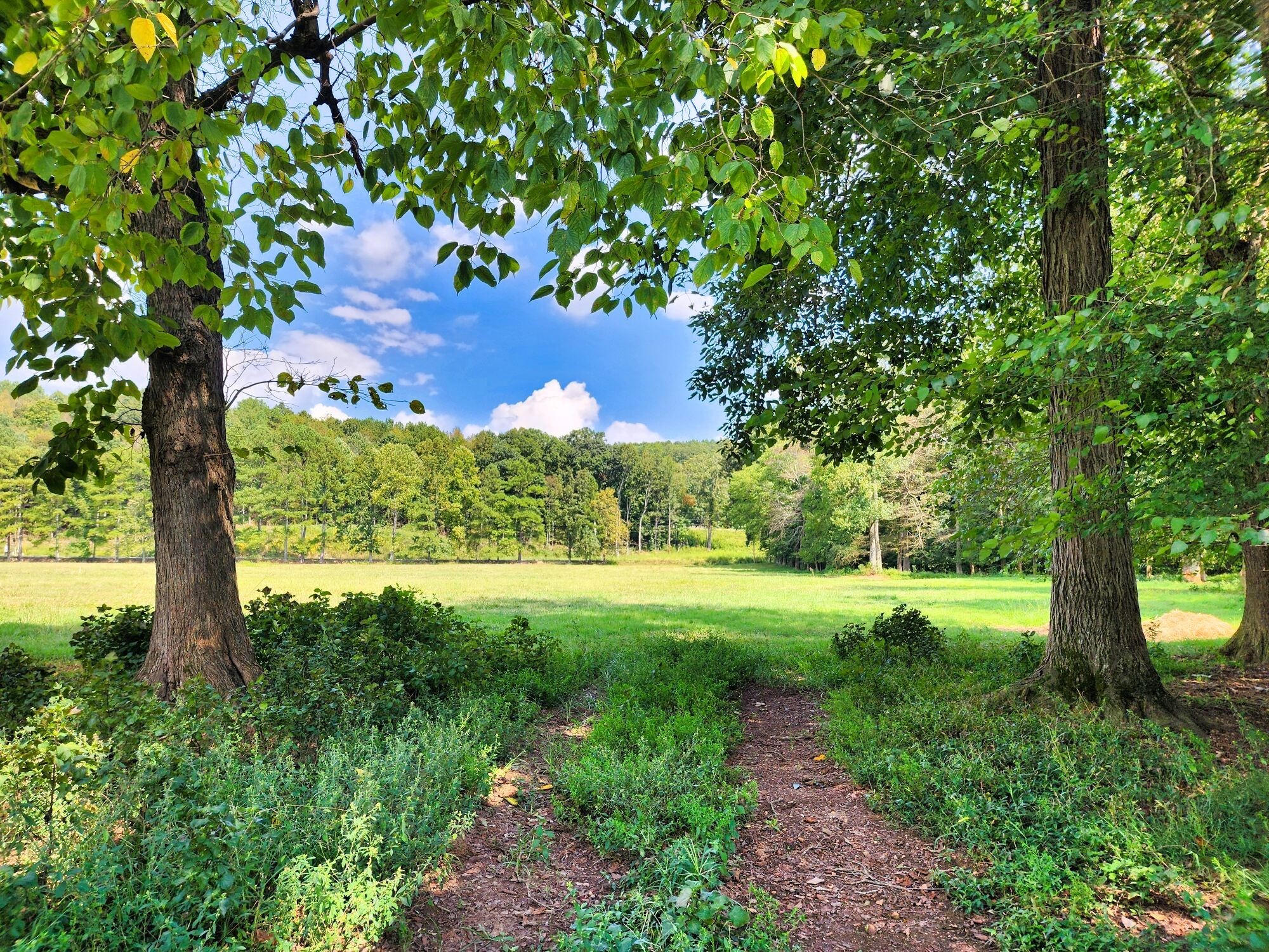 8312 Middle Butler Road Cypress Inn, TN 38452 - Photo 47 of 53