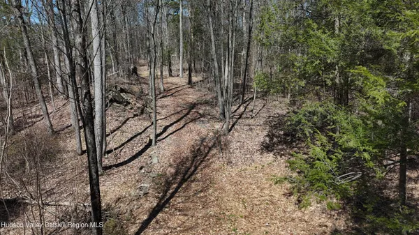 a view of a forest with trees