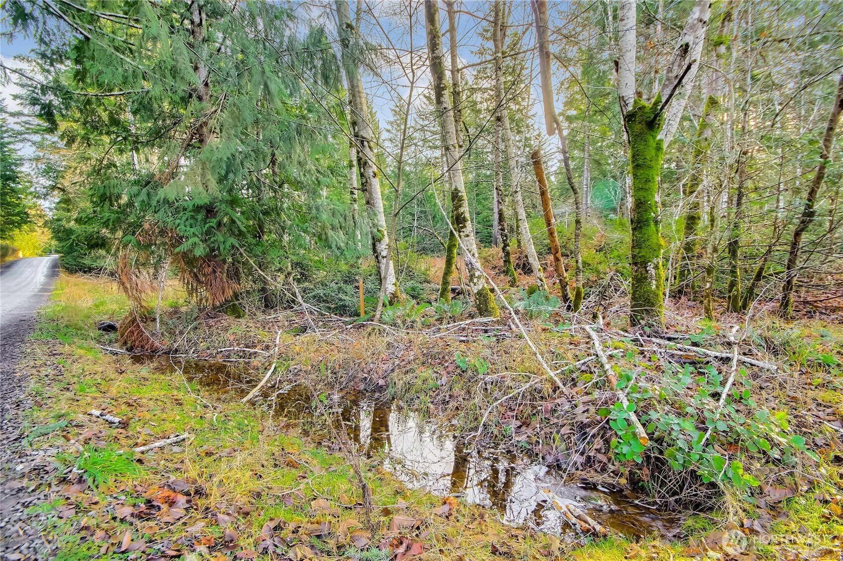 a view of a yard with plants and large trees
