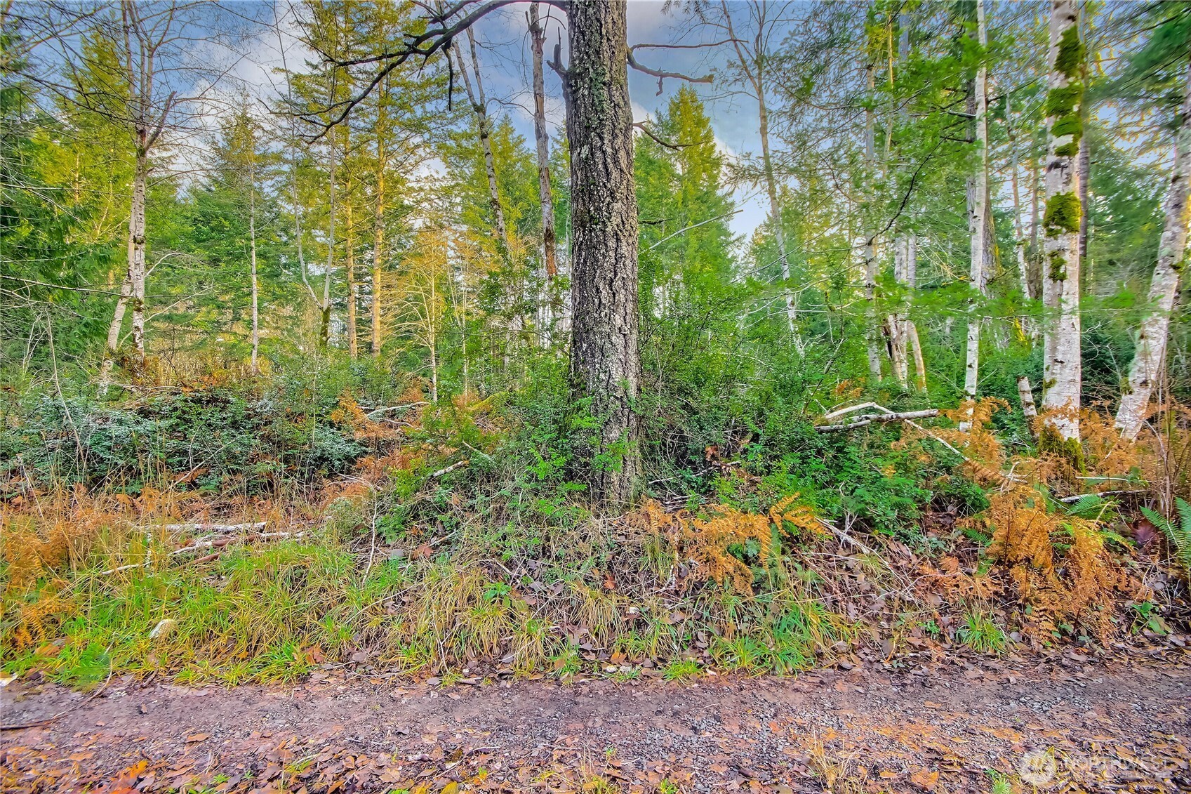1 East Jared Road Shelton, WA 98584 - Photo 2 of 14 a view of a garden with plants