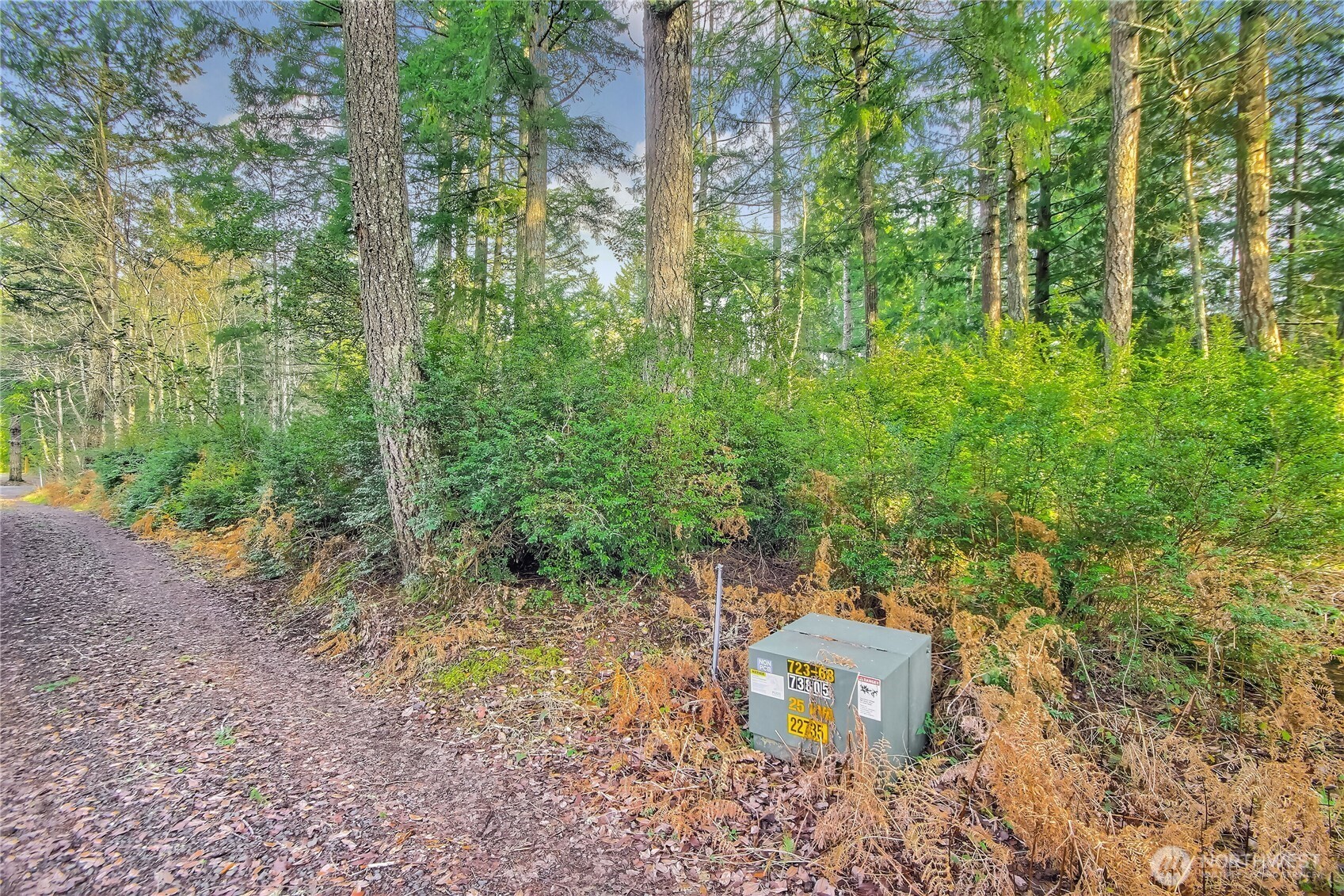 1 East Jared Road Shelton, WA 98584 - Photo 3 of 14 a view of a yard with plants and large trees