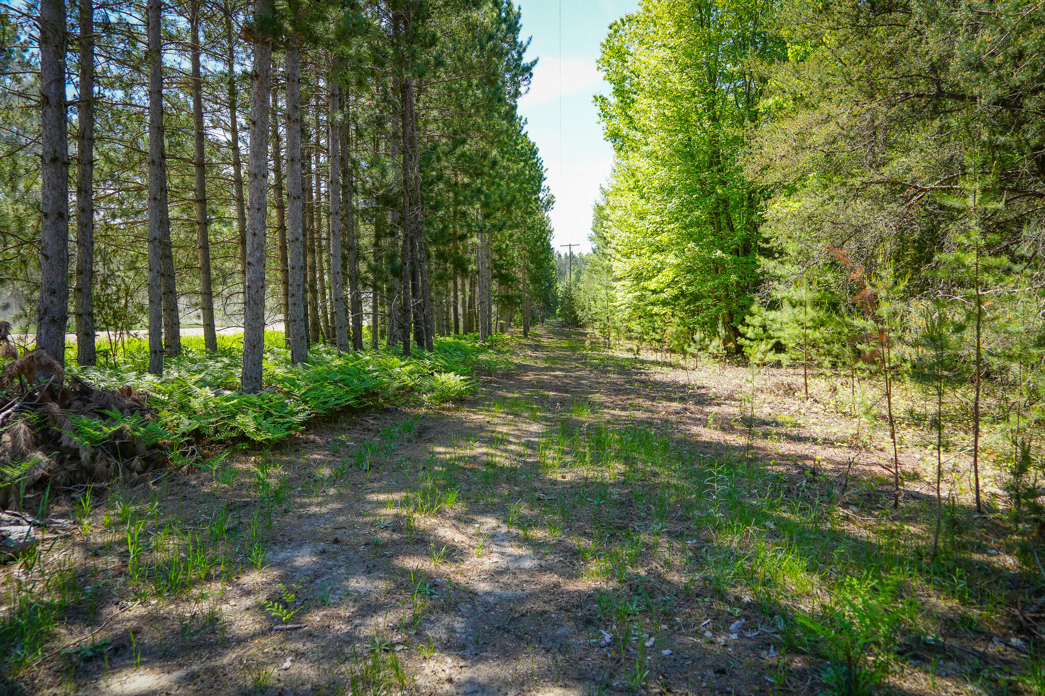 Parcel A Makinen Road Kaleva, MI 49645 - Photo 21 of 29 DSC00253